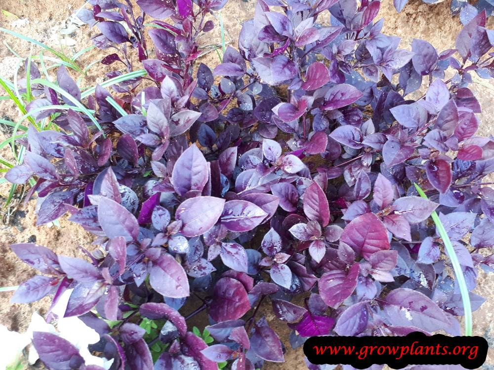Alternanthera dentata plant care