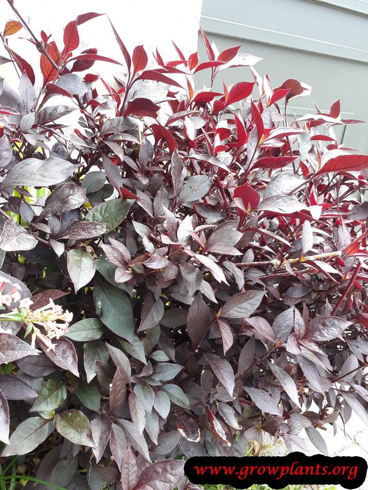 Growing Alternanthera dentata
