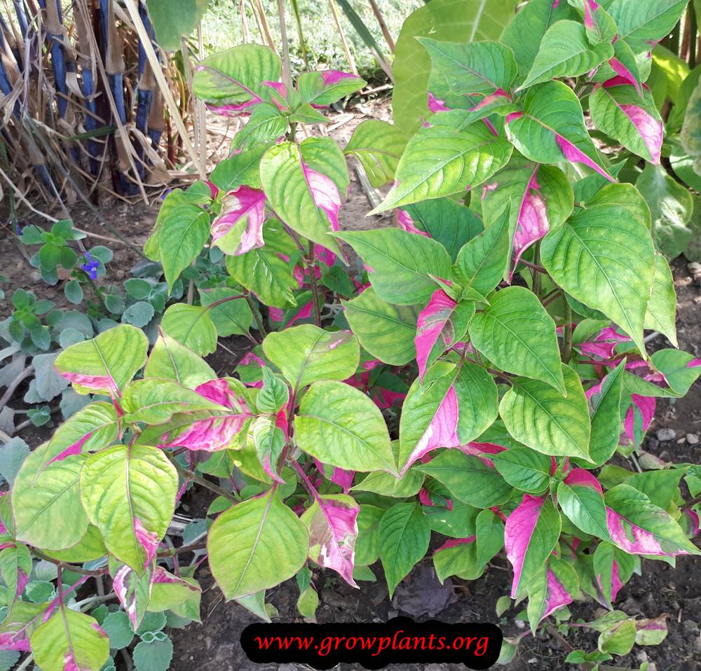 Alternanthera ficoidea plant care