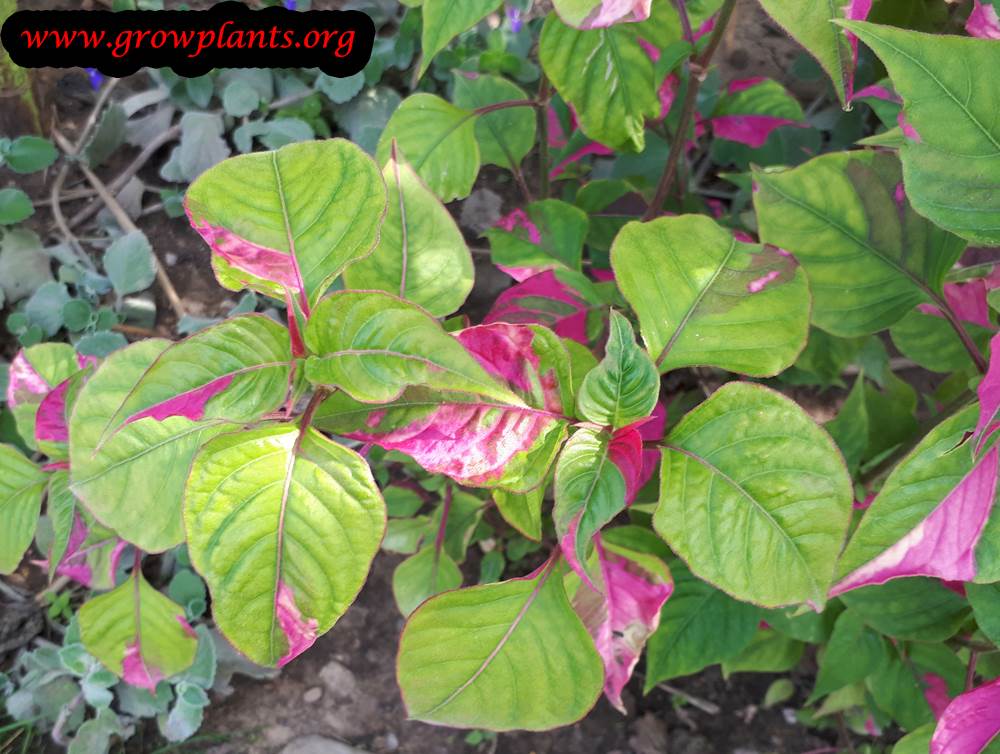 Alternanthera ficoidea colored leaves