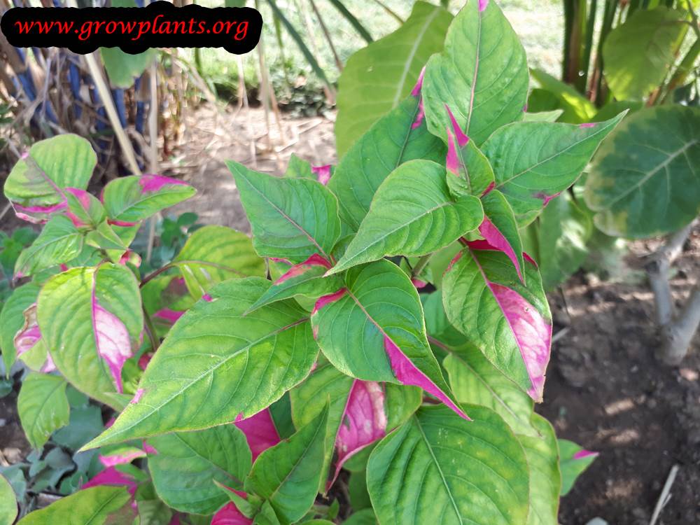 Growing Alternanthera ficoidea