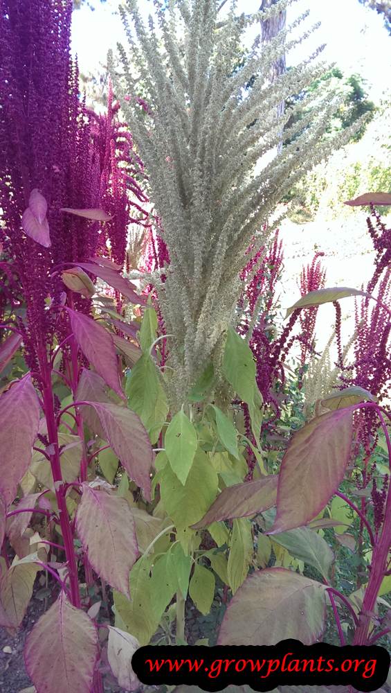 Amaranth plant