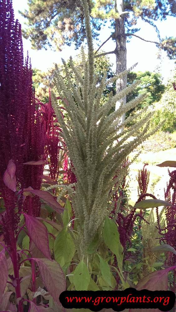 Amaranth plant care