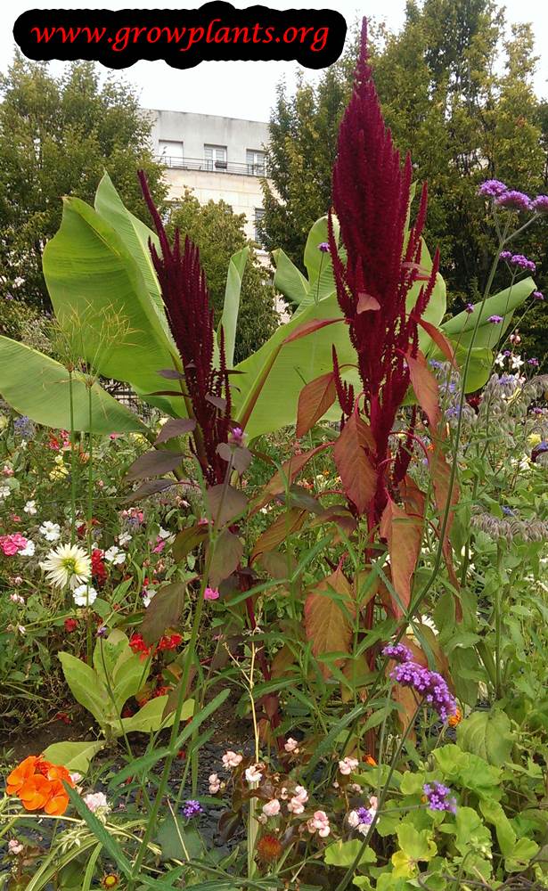 Growing Amaranth plant