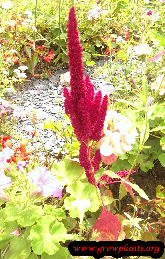 Amaranth edible plant