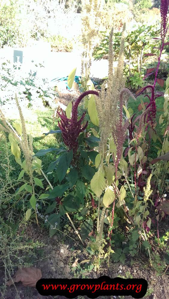 Amaranthus albus