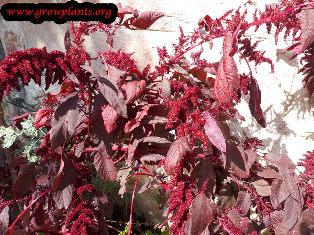 Amaranthus Cruentus plant care