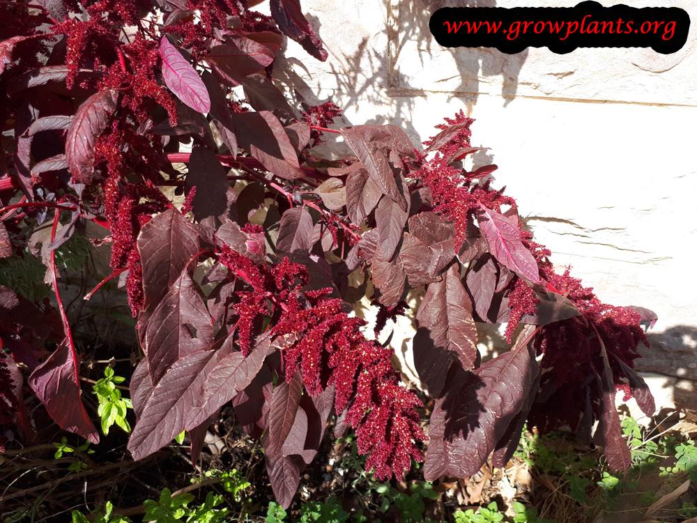Growing Amaranthus Cruentus plant