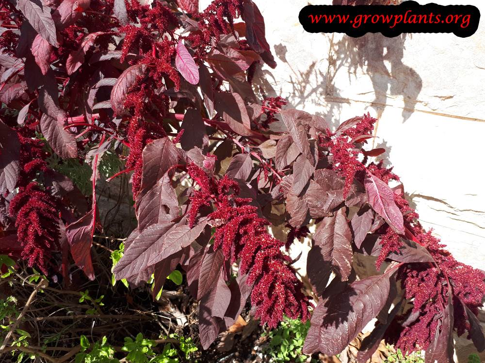 Red Amaranthus Cruentus plant