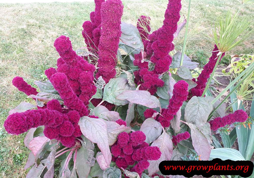 Amaranthus gangeticus plant care