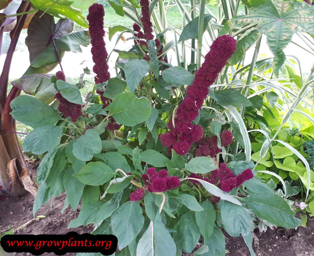 Amaranthus gangeticus edible plant