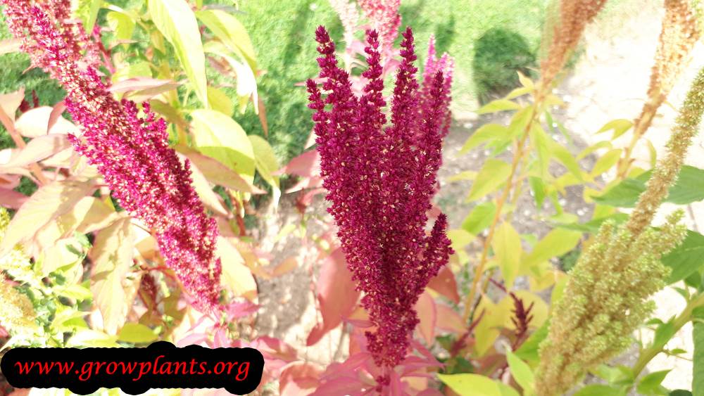 Amaranthus hybridus
