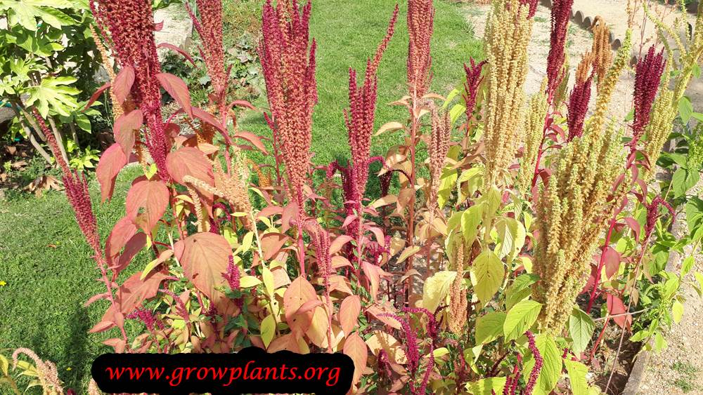 Amaranthus hybridus plant care