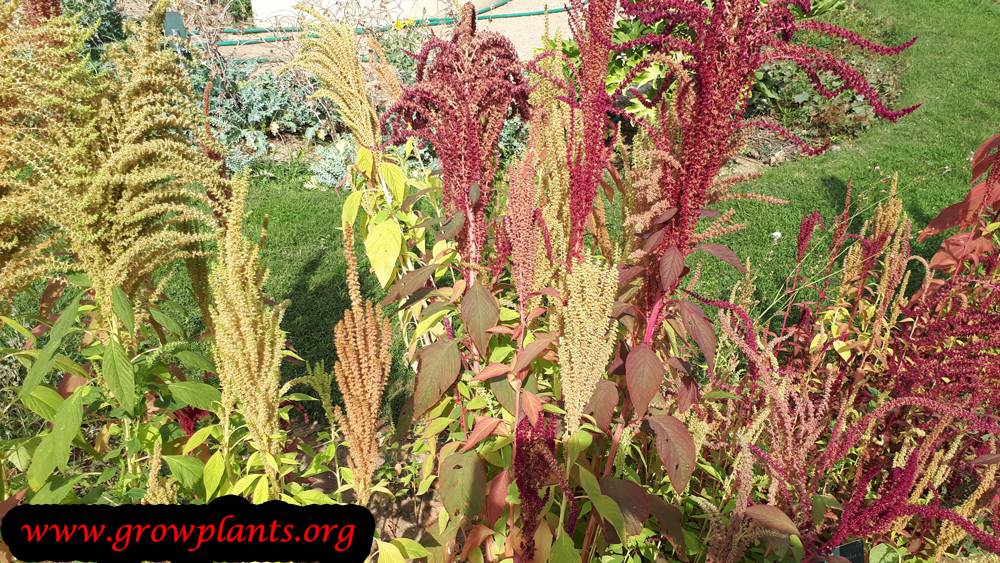 Growing Amaranthus hybridus