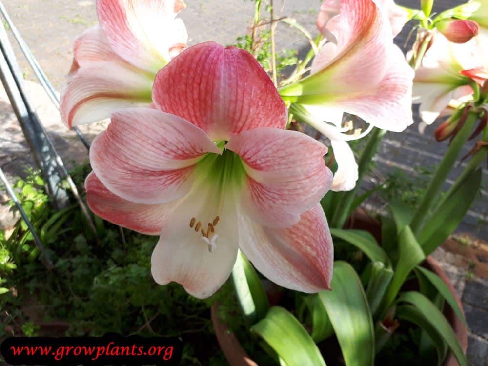 Amaryllis plant How to grow & care