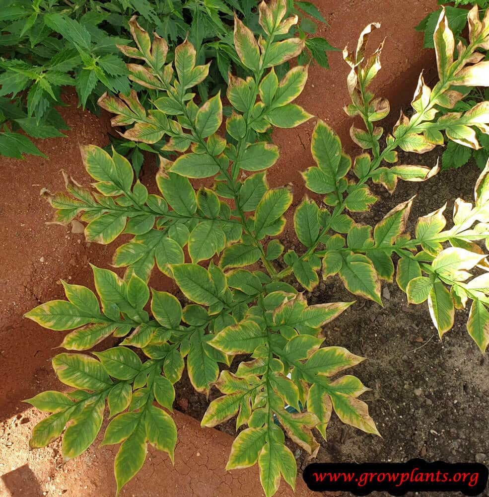 Amorphophallus konjac leaves