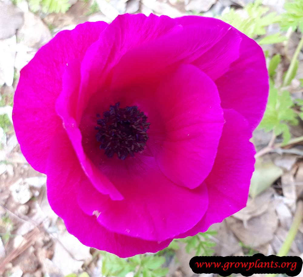 Poppy anemone blooming season