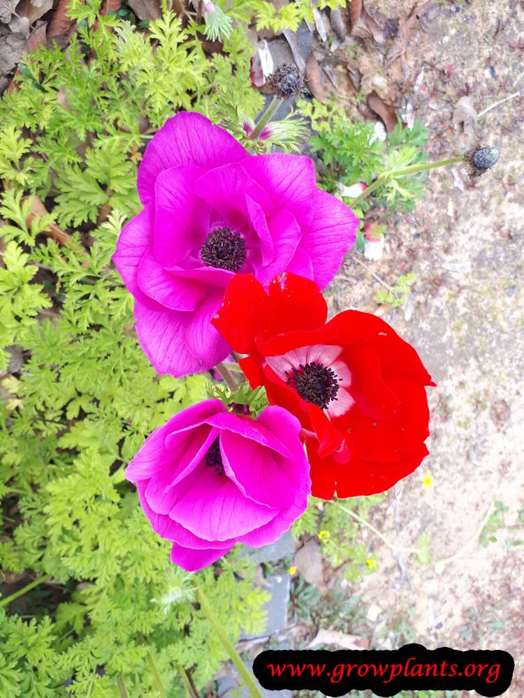 Growing Poppy anemone plant