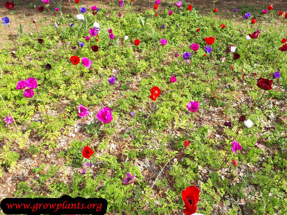 Poppy anemone plant
