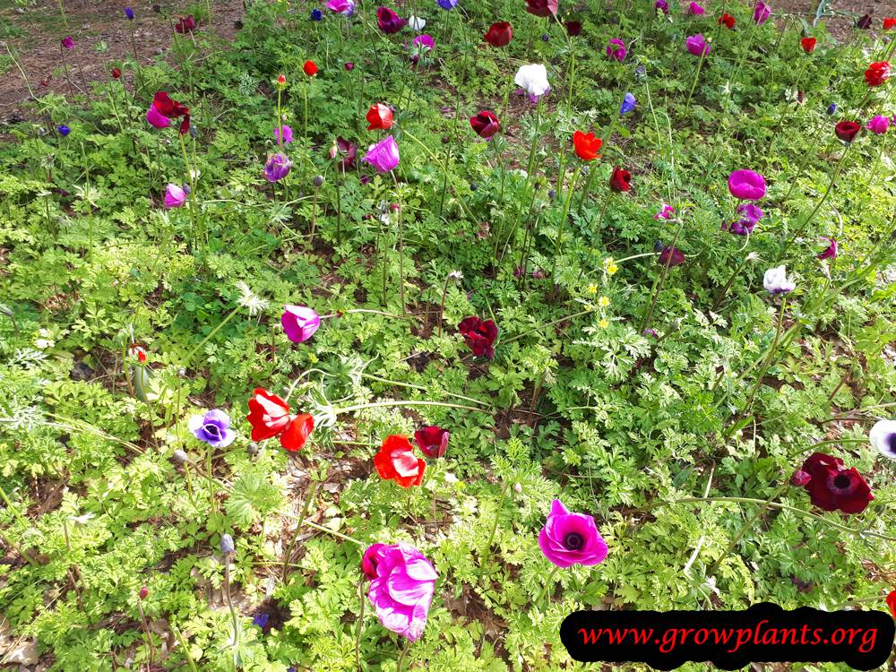 Poppy anemone plant care