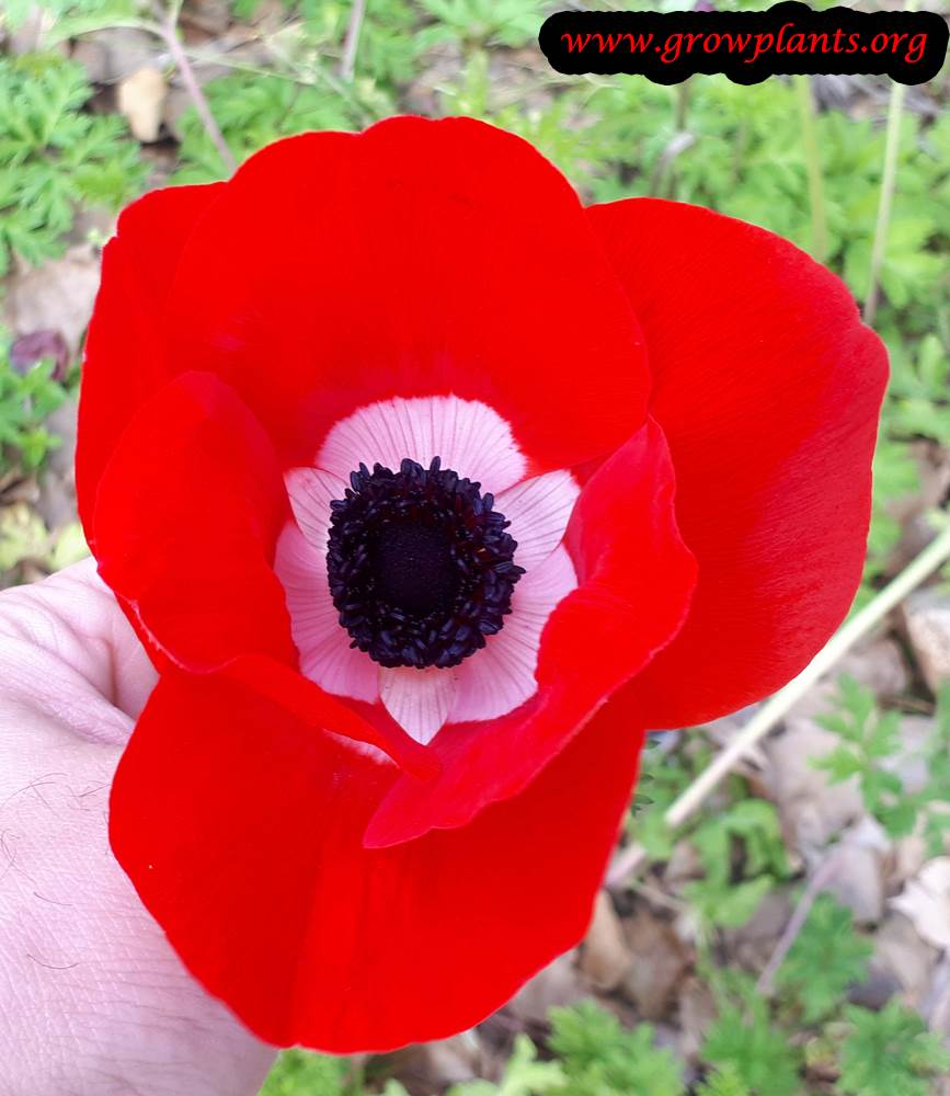 Anemone coronaria red white flower