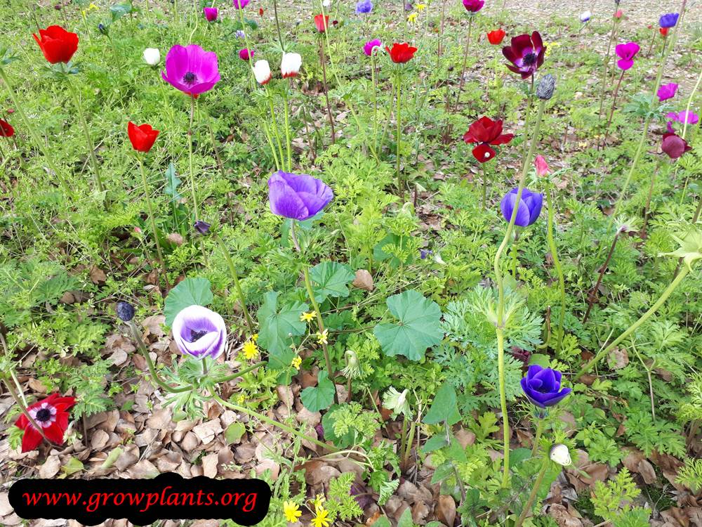 Growing Poppy anemone plant