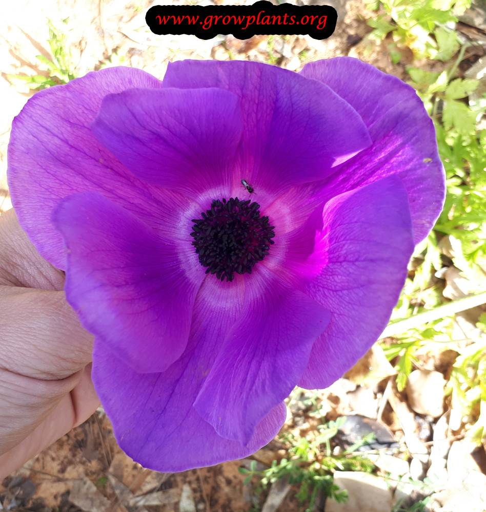 Growing Spanish marigod