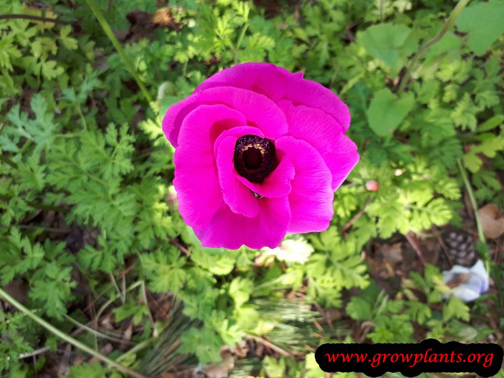 Spanish marigod plant care
