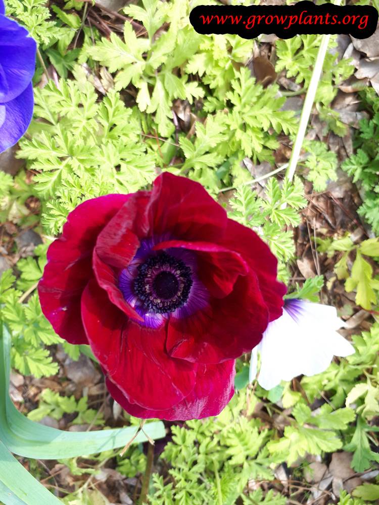 Poppy anemone blooming