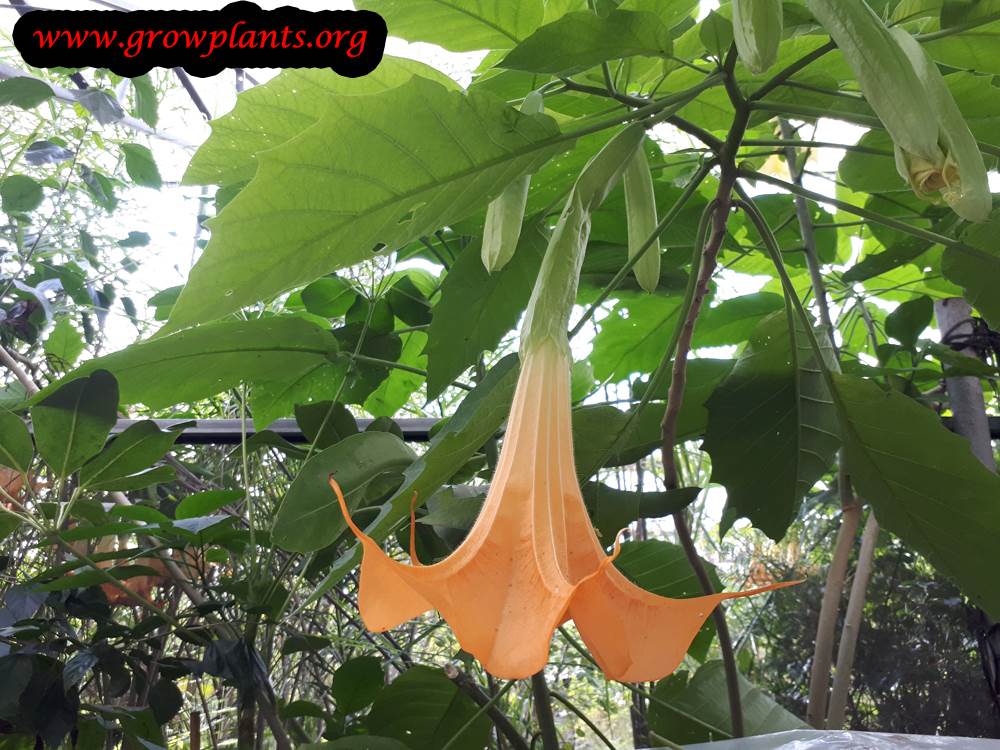 Angel trumpet orange flower