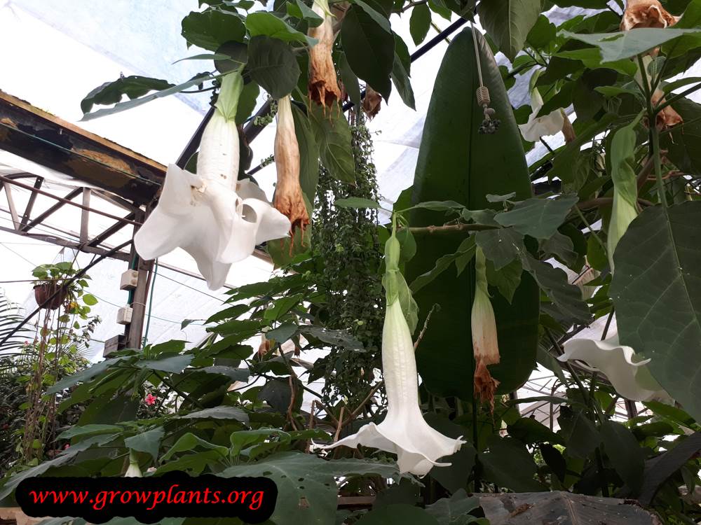 Angel trumpet white flower