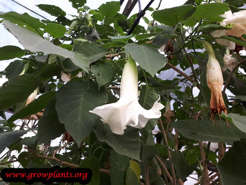 Angel trumpet blooming