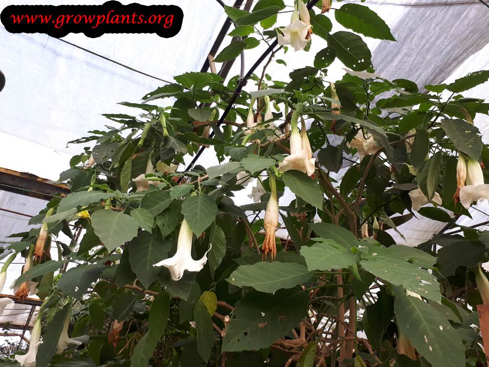 Angel trumpet planting