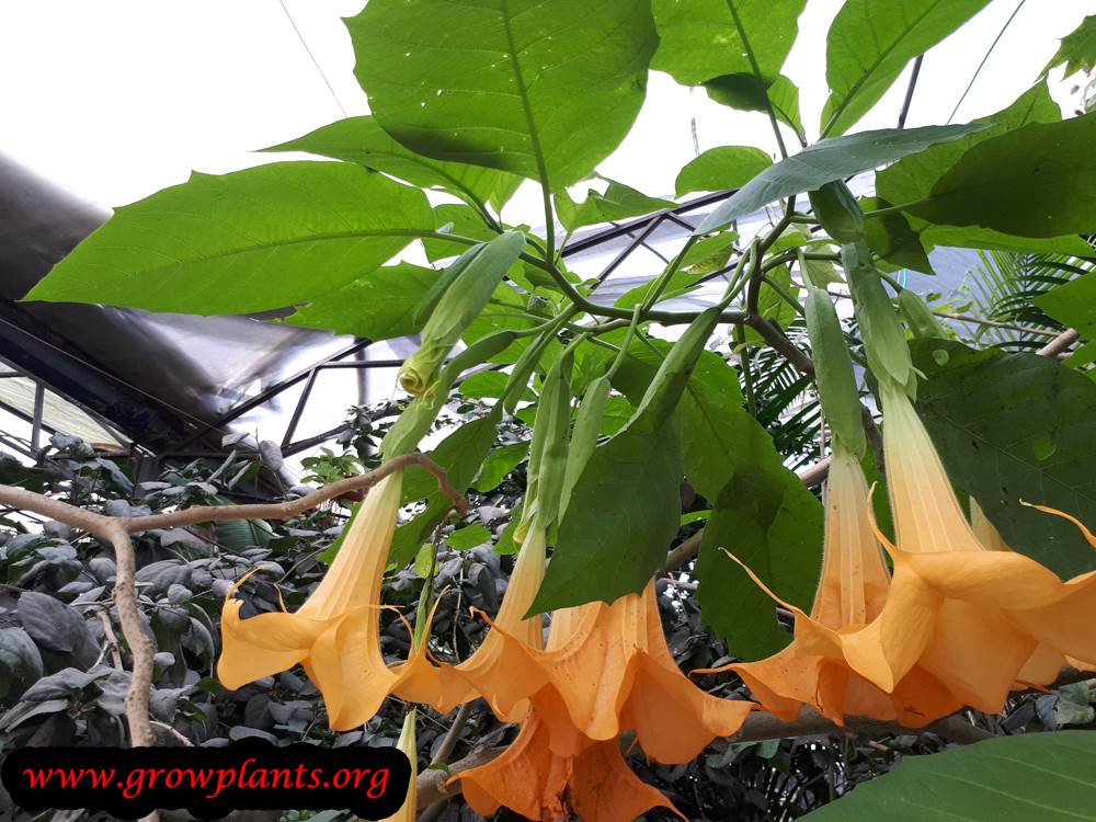 Growing Angel trumpet
