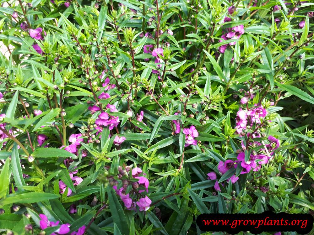 Growing Angelonia