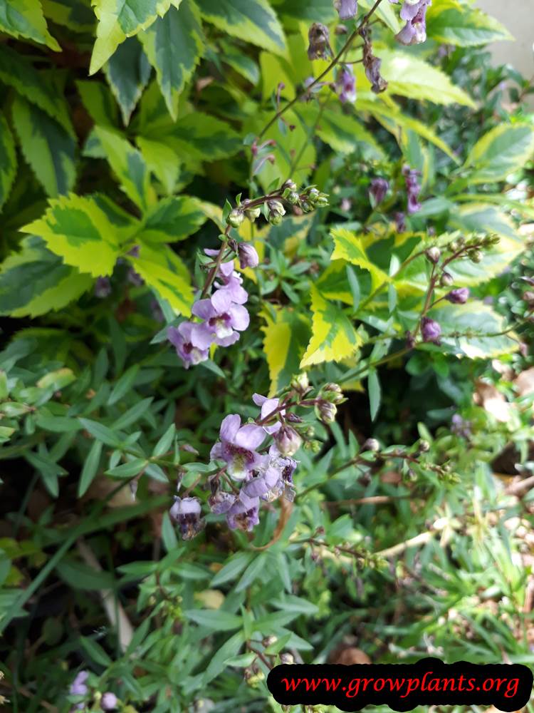 Angelonia angustifolia plant care