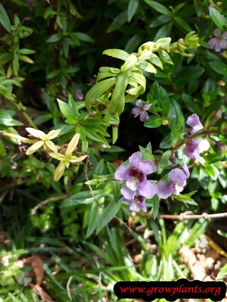 Growing Angelonia angustifolia
