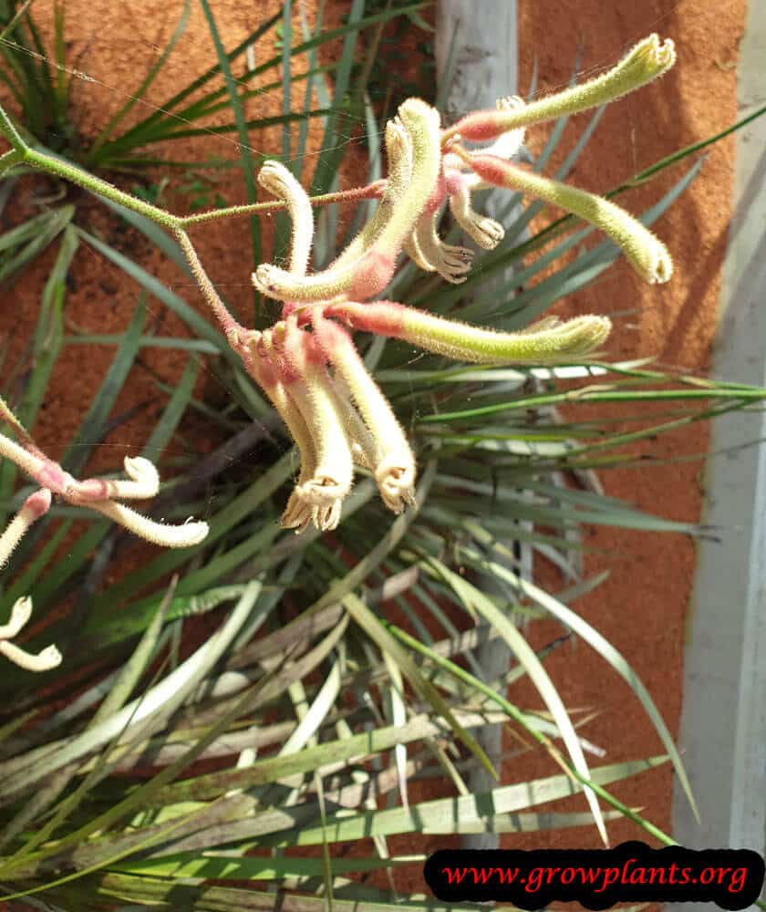 Anigozanthos flavidus