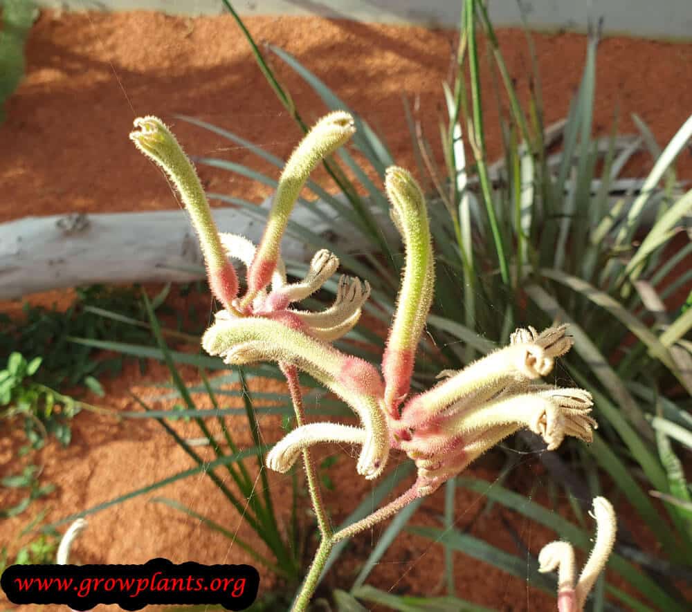 Anigozanthos flavidus flowers