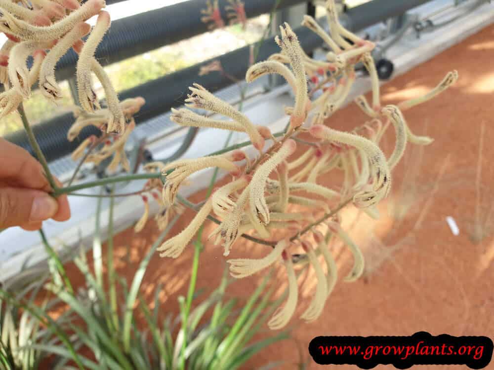 Anigozanthos flavidus blooming information