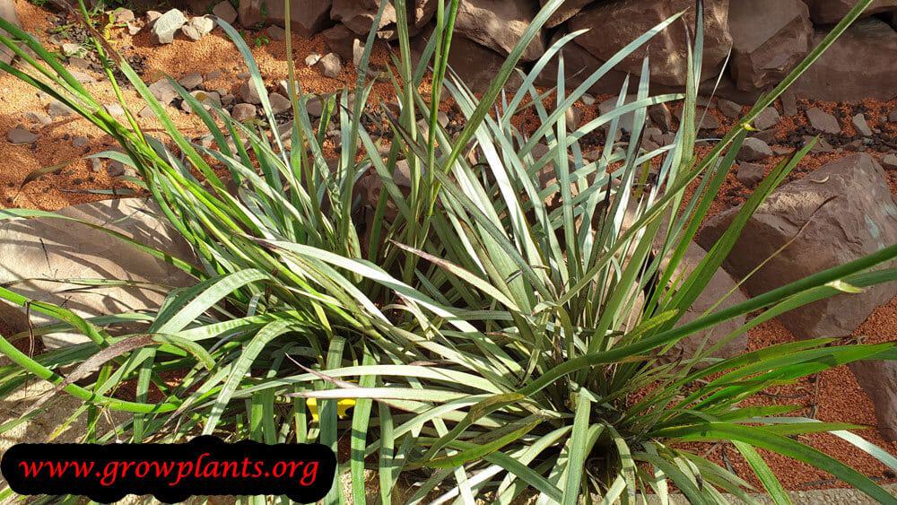 Anigozanthos flavidus plant