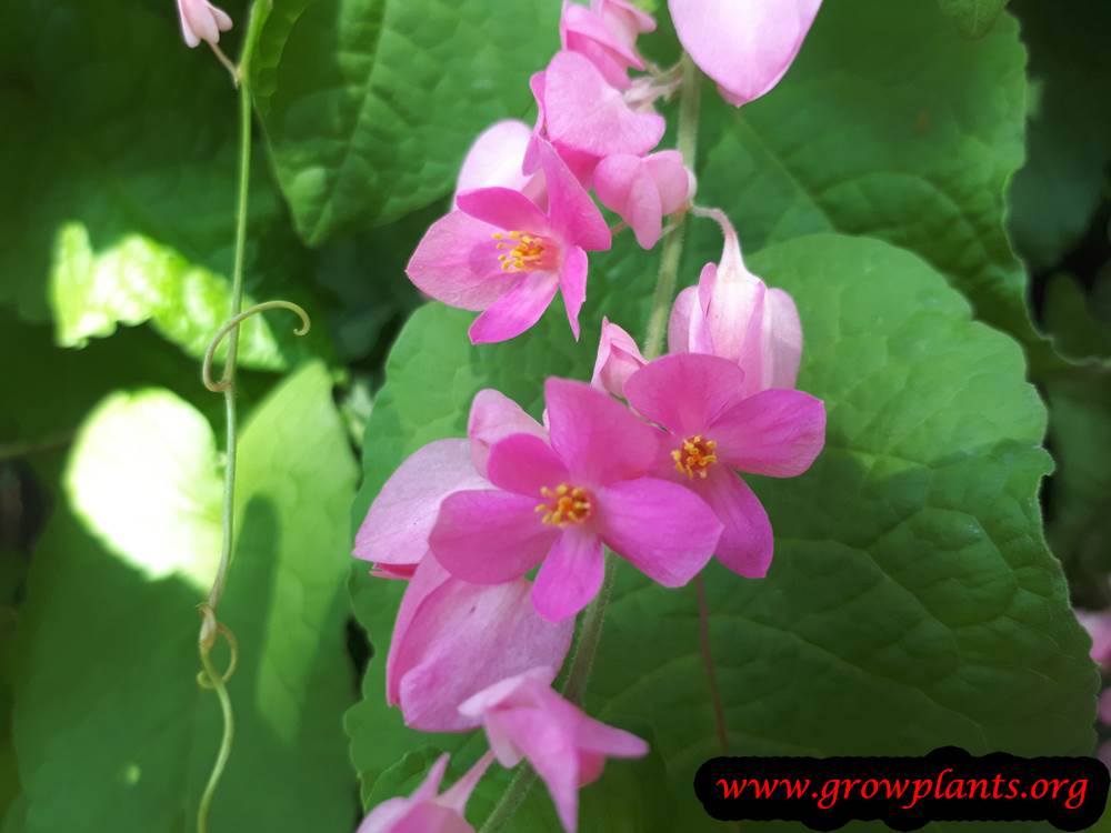 Antigonon leptopus