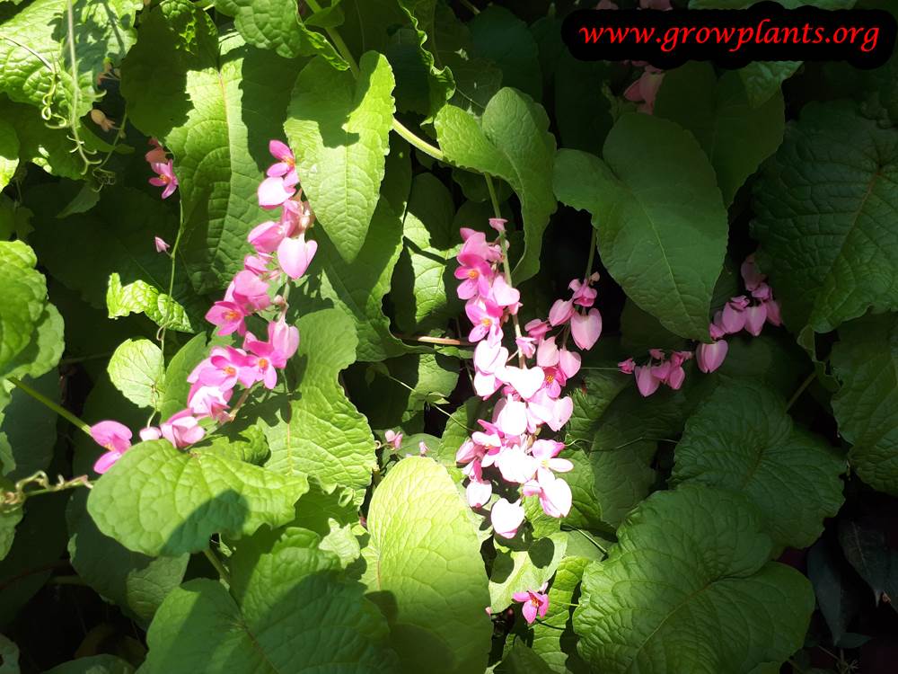 Antigonon leptopus flowers