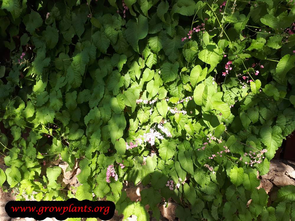 Growing Antigonon leptopus
