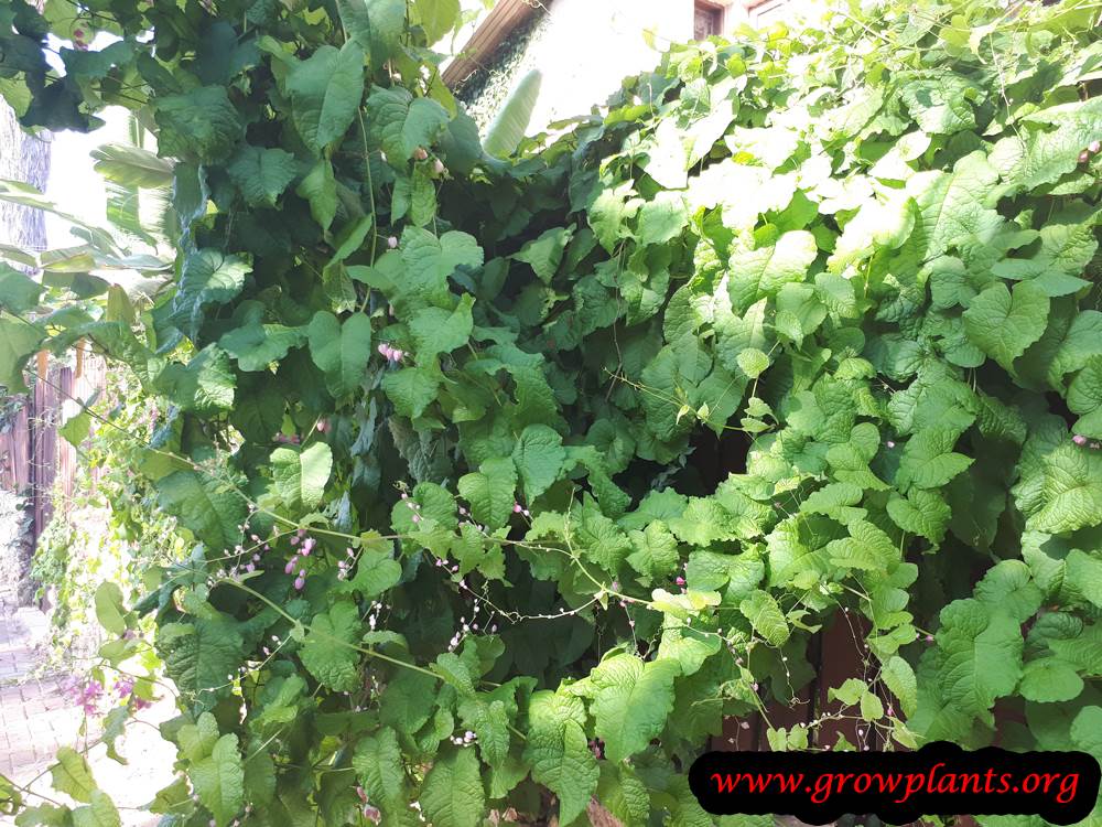Antigonon leptopus plant care