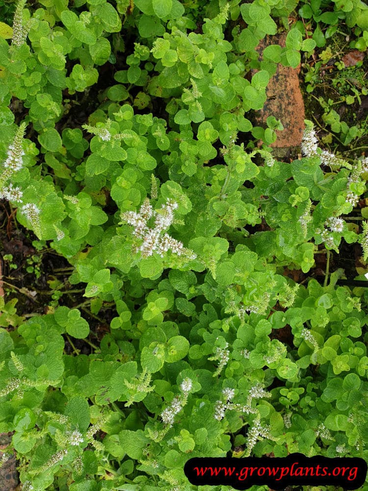 Apple mint How to grow & care