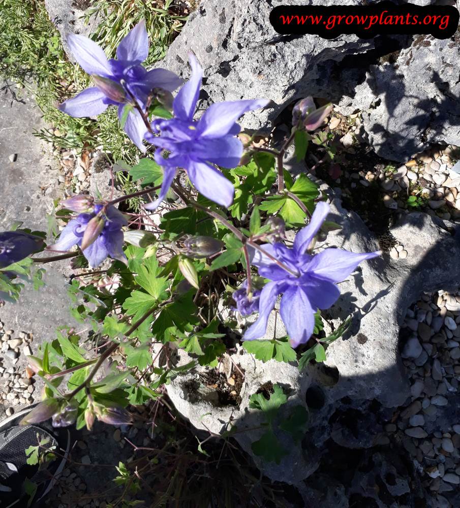 Aquilegia olympia