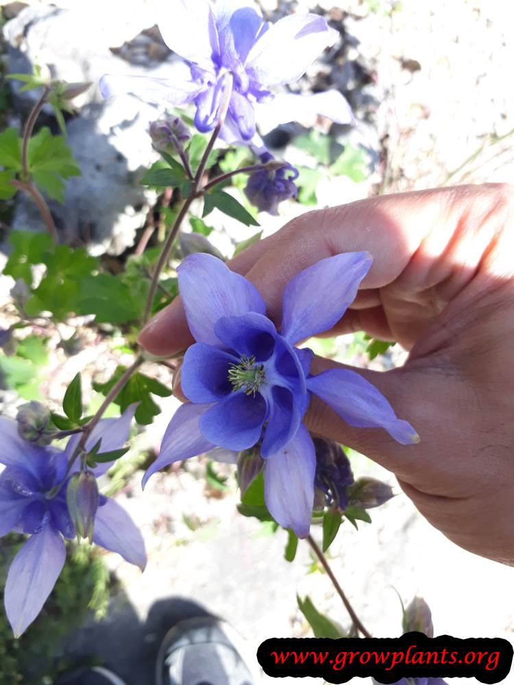 Aquilegia olympia flower