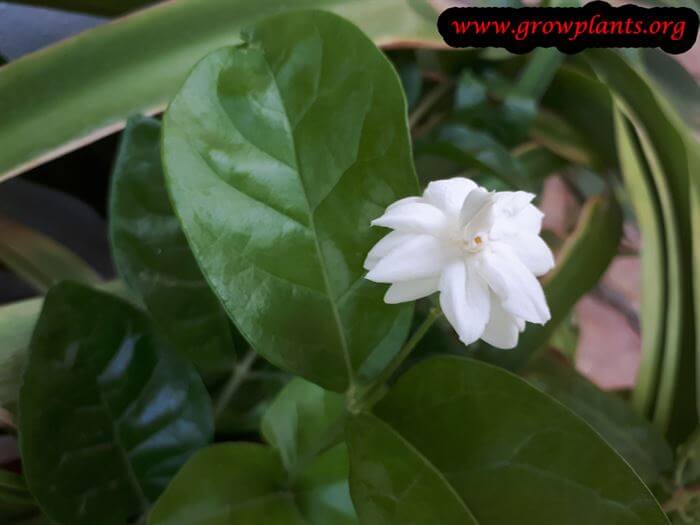Arabian jasmine