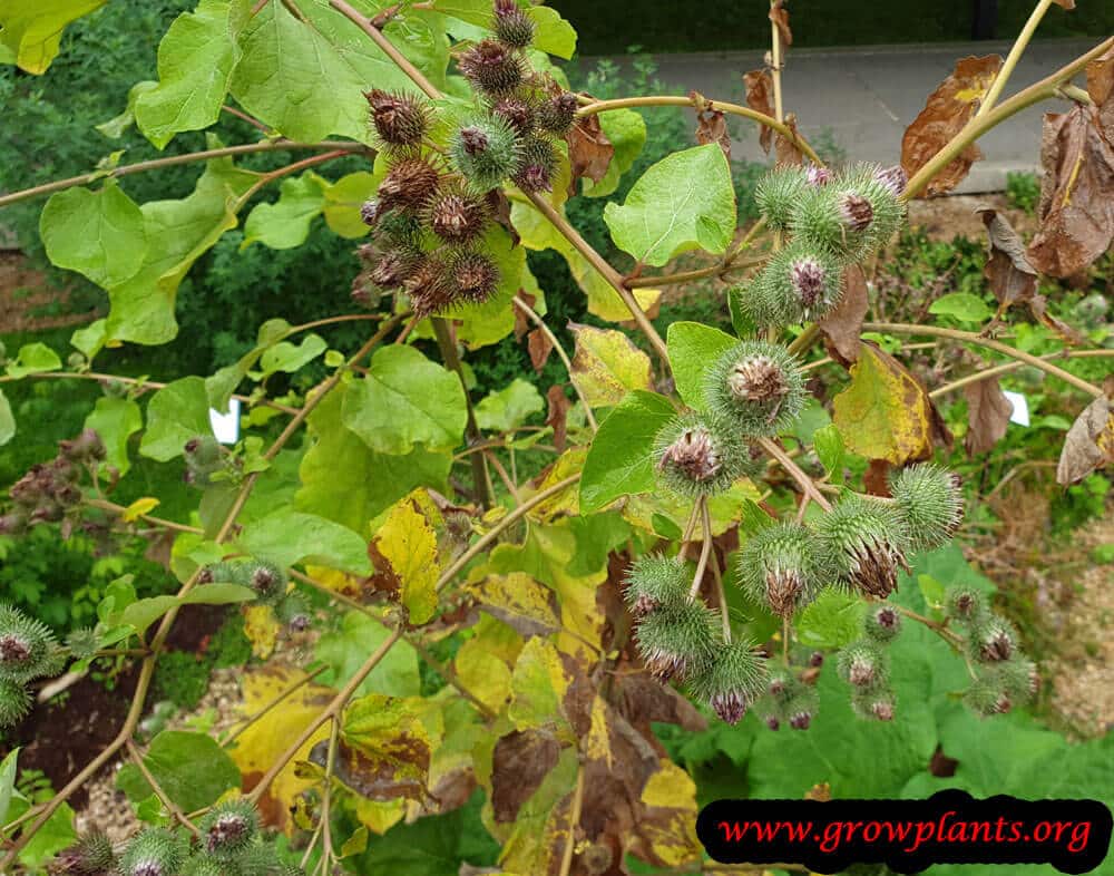 Arctium lappa harvesting